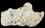 Unique, Druzy Agatized Fossil Coral Geode - Florida #66836-1